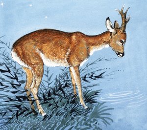 साथी हिरन द्वारा अंग्रेजी स्कूल