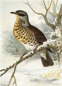Fieldfare द्वारा अंग्रेजी स्कूल