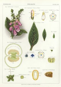 foxglove द्वारा अंग्रेजी स्कूल