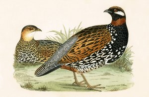फ़्रैंकोलीन, चार्ल्स रॉबर्ट ब्री (1811-86) द्वारा 1867 में प्रकाशित &39;ए हिस्ट्री ऑफ़ द बर्ड्स ऑफ अब्ज़र्वेटेड इन द ब्रिटिश आइल्स&39; का चित्रण