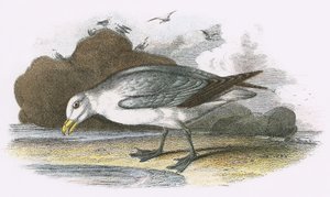 Fulmar द्वारा अंग्रेजी स्कूल