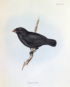 जियोस्पिजा फोर्टिस, चार्ल्स डार्विन (1809-92), 1840 द्वारा एचएमएस बीगल, 1832-36 की यात्रा के चित्रण का चित्रण द्वारा अंग्रेजी स्कूल