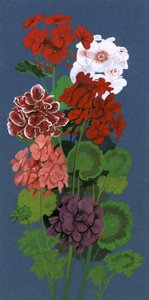 geraniums द्वारा अंग्रेजी स्कूल