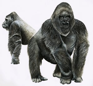 गोरिल्ला द्वारा अंग्रेजी स्कूल