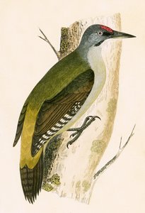 ग्रे वुडपेकर, चार्ल्स रॉबर्ट ब्री (1811-86) द्वारा 1867 में प्रकाशित &39;ए हिस्ट्री ऑफ द बर्ड्स ऑफ नॉट ऑब्जर्व्ड इन द ब्रिटिश आइल्स&39; का चित्र द्वारा अंग्रेजी स्कूल