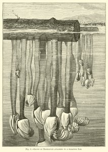 Barnacles का समूह एक अस्थायी लॉग से जुड़ा हुआ है द्वारा अंग्रेजी स्कूल