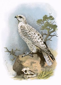 Gyr-फाल्कन