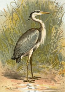 बगला द्वारा अंग्रेजी स्कूल