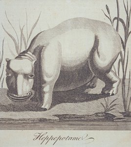 द जेंटलमैन पत्रिका से हिप्पोपोटेमस, दिसंबर 1772 में प्रकाशित हुआ द्वारा अंग्रेजी स्कूल
