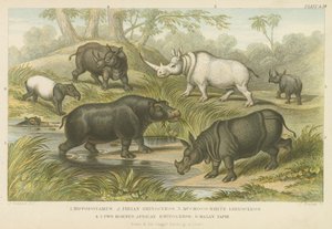 दरियाई घोड़ा, गैंडा और तपीर (रंगीन उत्कीर्णन) द्वारा अंग्रेजी स्कूल