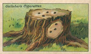  द्वारा अंग्रेजी स्कूल