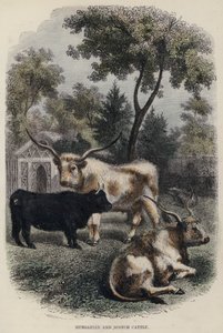 हंगेरियन और स्कॉच मवेशी (रंगीन उत्कीर्णन) द्वारा अंग्रेजी स्कूल