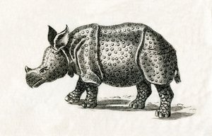 भारतीय गैंडा, या एक सींग वाले बड़े गैंडे, गैंडा गेंडा, 18 वीं शताब्दी के प्रिंट (उत्कीर्णन) से द्वारा अंग्रेजी स्कूल