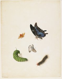 कीड़े, c.1805 (काली स्याही और कागज पर wc)