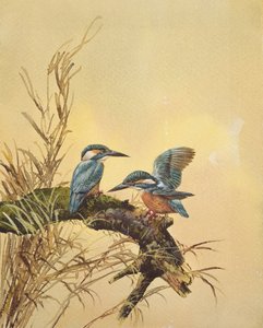किंगफिशर, c.1890 (कागज पर wc) द्वारा अंग्रेजी स्कूल