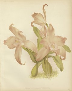 Cattleya शरद ऋतु मेले द्वारा अंग्रेजी स्कूल