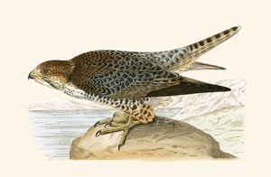 लानर फाल्कन, चार्ल्स रॉबर्ट ब्री (1811-86) द्वारा 1867 में प्रकाशित &39;ए हिस्ट्री ऑफ द बर्ड्स ऑफ नॉट अ ऑब्जर्व्ड इन द ब्रिटिश आइल&39; का चित्रण