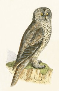 गोद उल्लू, चार्ल्स रॉबर्ट ब्री (1811-86) द्वारा 1867 में प्रकाशित &39;ए हिस्ट्री ऑफ द बर्ड्स ऑफ बर्ड्स नॉट अ ऑब्जर्व्ड इन द ब्रिटिश आइल्स&39; का चित्रण द्वारा अंग्रेजी स्कूल