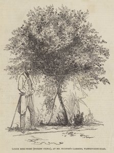लार्ज रोज-ट्री (हाइब्रिड चाइना), मिस्टर बक्सटन गार्डन, वैंड्सवर्थ-रोड (उत्कीर्णन) में द्वारा अंग्रेजी स्कूल
