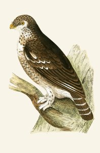 चार्ल्स रॉबर्ट ब्री (1811-86), 1867 में प्रकाशित कम से कम यूरोपीय स्पैरो उल्लू, &39;ए हिस्ट्री ऑफ बर्ड्स ऑफ नॉट दी ऑब्ज़र्वेटेड इन द ब्रिटिश आइल्स&39; का चित्रण द्वारा अंग्रेजी स्कूल