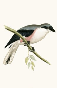 चार्ल्स रॉबर्ट ब्री (1811-86) द्वारा 1867 में प्रकाशित &39;ए हिस्ट्री ऑफ द बर्ड्स ऑफ द बर्ड्स नॉट अ ऑब्जर्व्ड इन द ब्रिटिश आइल&39; का उदाहरण द्वारा अंग्रेजी स्कूल