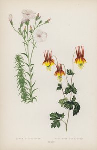 लिनम साल्सोलोइड्स; एक्विलेजिया कैनाडेंसिस (रंग लिथो) द्वारा अंग्रेजी स्कूल