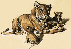 सिंह के शावक द्वारा अंग्रेजी स्कूल