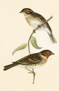 लिटिल बंटिंग, चार्ल्स रॉबर्ट ब्री (1811-86) द्वारा 1867 में प्रकाशित &39;ए हिस्ट्री ऑफ द बर्ड्स ऑफ बर्ड्स नॉट अ ऑब्जर्व्ड इन द ब्रिटिश आइल&39;, द्वारा अंग्रेजी स्कूल