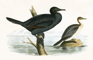 लिटिल कॉर्मोरेंट, चार्ल्स रॉबर्ट ब्री (1811-86) द्वारा 1867 में प्रकाशित &39;ए हिस्ट्री ऑफ बर्ड्स ऑफ अ बर्ड्स अ ऑब्जर्व्ड इन द ब्रिटिश आइल्स&39; का चित्रण द्वारा अंग्रेजी स्कूल