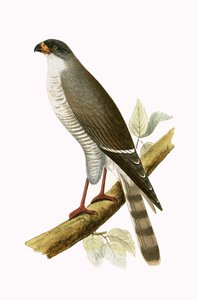 लिटिल रेड बिल्ड हॉक, चार्ल्स रॉबर्ट ब्री (1811-86) द्वारा 1867 में प्रकाशित &39;ए हिस्ट्री ऑफ द बर्ड्स ऑफ नॉट ऑब्जर्व्ड इन द ब्रिटिश आइल्स&39; का चित्रण