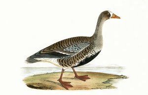 लिटिल व्हाइट फ्रंटेड गोज़, चार्ल्स रॉबर्ट ब्री द्वारा 1867 में प्रकाशित &39;ए हिस्ट्री ऑफ बर्ड्स ऑफ अ बर्ड्स अ ऑब्जर्व्ड इन द ब्रिटिश आइल&39;, 1867