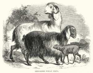 लंबे कान वाले सीरियाई बकरियां (उत्कीर्णन) द्वारा अंग्रेजी स्कूल
