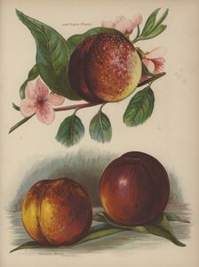 लॉर्ड नेपियर (नदियाँ), हम्बोल्ट (नदियाँ), ड्राइडन (नदियाँ) द्वारा अंग्रेजी स्कूल