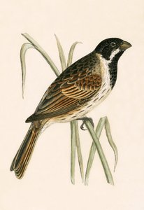 मार्श बंटिंग, चार्ल्स रॉबर्ट ब्री (1811-86) द्वारा 1867 में प्रकाशित &39;ए हिस्ट्री ऑफ द बर्ड्स ऑफ नॉट अ ऑब्जर्व्ड इन द ब्रिटिश आइल्स&39; का चित्रण द्वारा अंग्रेजी स्कूल