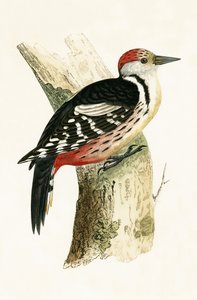 मिडिल स्पोटेड वुडपेकर, चार्ल्स रॉबर्ट ब्री (1811-86) द्वारा 1867 में प्रकाशित &39;ए हिस्ट्री ऑफ द बर्ड्स ऑफ ऑब्सर्वचर्ड इन द ब्रिटिश आइल्स&39; का चित्र