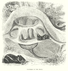  द्वारा अंग्रेजी स्कूल