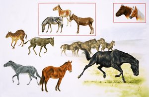 घोड़ों और घोड़ों की तरह जानवरों का असेंबल द्वारा अंग्रेजी स्कूल