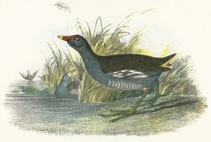 Moor Hen द्वारा अंग्रेजी स्कूल