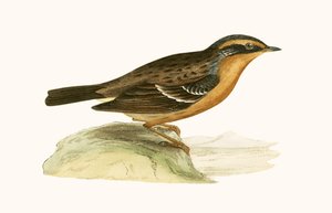 माउंटेन एक्सेन्टोर, चार्ल्स रॉबर्ट ब्री (1811-86) द्वारा 1867 में प्रकाशित &39;ए हिस्ट्री ऑफ द बर्ड्स ऑफ बर्ड्स नॉट अ ऑब्जर्व्ड इन द ब्रिटिश आइल्स&39; का चित्रण। द्वारा अंग्रेजी स्कूल