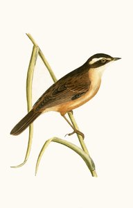 मोच्च्च्ड वार्बलर, चार्ल्स रॉबर्ट ब्री (1811-86) द्वारा 1867 में प्रकाशित &39;ए हिस्ट्री ऑफ द बर्ड्स ऑफ द बर्ड्स नॉट अ ऑब्जर्व्ड इन द ब्रिटिश आइल&39;, द्वारा अंग्रेजी स्कूल