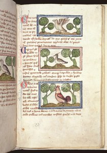 सुश्री 379, f.25r: एक बेस्टियरी से 14 वीं सदी (चर्मपत्र) में जमीन पर तीन पक्षी द्वारा अंग्रेजी स्कूल