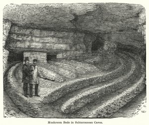 भूमिगत गुफाओं में मशरूम बिस्तर (उत्कीर्णन) द्वारा अंग्रेजी स्कूल