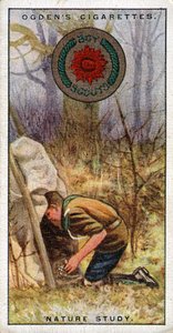 स्काउट्स के लिए नेचर स्टडी बैज, स्काउट एक छिपी में प्रवेश, 1929 द्वारा अंग्रेजी स्कूल