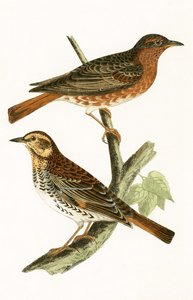 चार्ल्स रॉबर्ट ब्री (1811-86) द्वारा 1867 में प्रकाशित &39;ए हिस्ट्री ऑफ द बर्ड्स ऑफ बर्ड्स नॉट अ ऑब्जर्व्ड इन द ब्रिटिश आइल&39; से नौमान का थ्रश