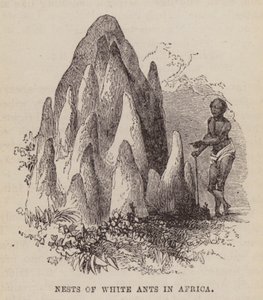 अफ़्रीका में सफ़ेद चींटियों के घोंसले (उत्कीर्णन) द्वारा अंग्रेजी स्कूल