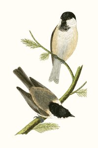 उत्तरी शीर्षक, चार्ल्स रॉबर्ट ब्री (1811-86) द्वारा 1867 में प्रकाशित &39;ए हिस्ट्री ऑफ द बर्ड्स ऑफ द बर्ड्स अ ऑब्जर्व्ड इन द ब्रिटिश आइल्स&39; का चित्रण द्वारा अंग्रेजी स्कूल