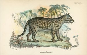 Ocelot [किस्म] द्वारा अंग्रेजी स्कूल