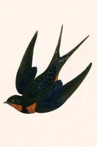 ओरिएंटल चिमनी स्वॉल, चार्ल्स रॉबर्ट ब्री (1811-86) द्वारा 1867 में प्रकाशित &39;ए हिस्ट्री ऑफ द बर्ड्स ऑफ बर्ड्स नॉट इन ऑब्जर्वेटेड इन द ब्रिटिश आइल्स&39; का चित्रण। द्वारा अंग्रेजी स्कूल