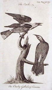 जनवरी 1773 में प्रकाशित 'द जेंटलमैन्स मैगज़ीन' से ओरिओल (उत्कीर्णन) द्वारा अंग्रेजी स्कूल