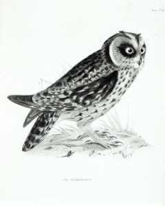 उल्लू, प्लेट्स 3 &39;द जूलॉजी ऑफ द वॉयज ऑफ एचएमएस बीगल, 1832-36&39; द्वारा चार्ल्स डार्विन द्वारा द्वारा अंग्रेजी स्कूल